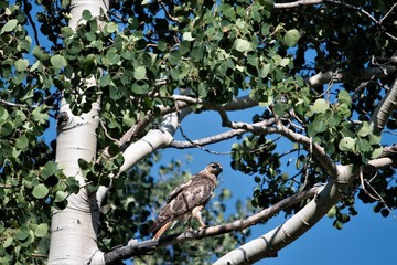 Red-taild Hawk high in a tree