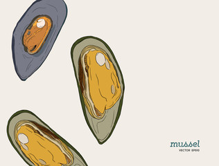 hand draw mussels vector.