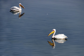 Reflection of pelicans in lake water in a protected reservation in Israel during migration