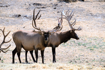 BULL ELK IN VELVET