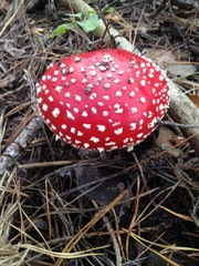 Fly agaric mushroom in a forest