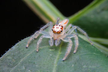 jumping spider