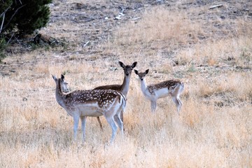 Fallow Deer