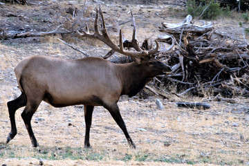 BULL ELK IN VELVET