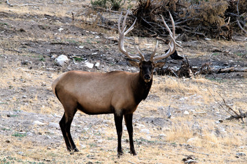BULL ELK IN VELVET