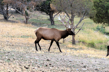 BULL ELK IN VELVET