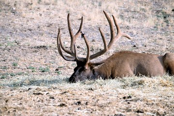 BULL ELK IN VELVET