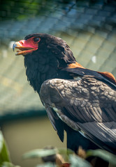 Griffon vulture