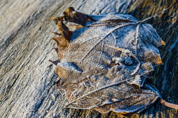 Frozen leaves, Mile End Park, London, UK.