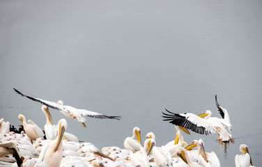 Pelicans in rest during migration on a protected lake in Israel