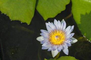 The beautiful blossoming lotus flower closeup in summer.