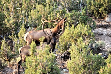 BULL ELK IN VELVET
