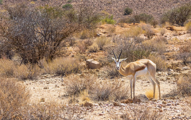 Female Springbok