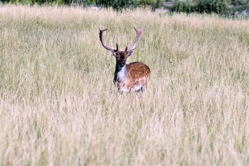 Fallow Deer
