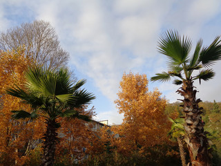Осенняя природа, пальмы и деревья с желтой листвой в городском парке