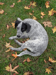 Забавный щенок лежит на траве среди желтых осенних листьев