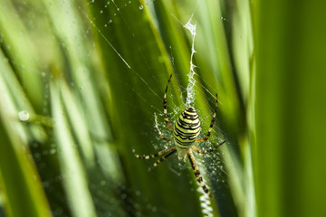 Wasp spider in the spiderweb