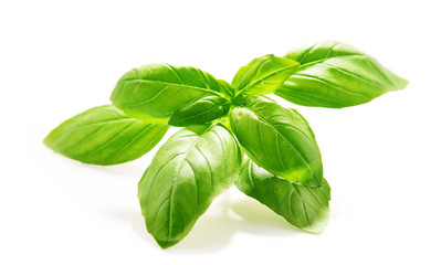 Fresh basil leaves isolated on white background.