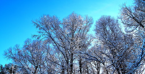 Wooded area of the winter morning