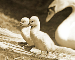 Swan siblings walking uphill in unison.   Mother Mute Swan watches in background.   Sepia Tone.
