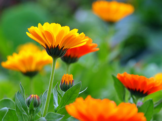 Fototapeta premium Ringelblumen