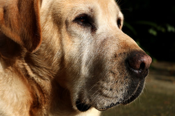 Beautiful Labrador posing