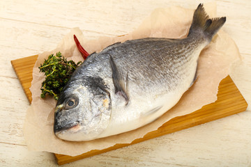 raw dorada fish