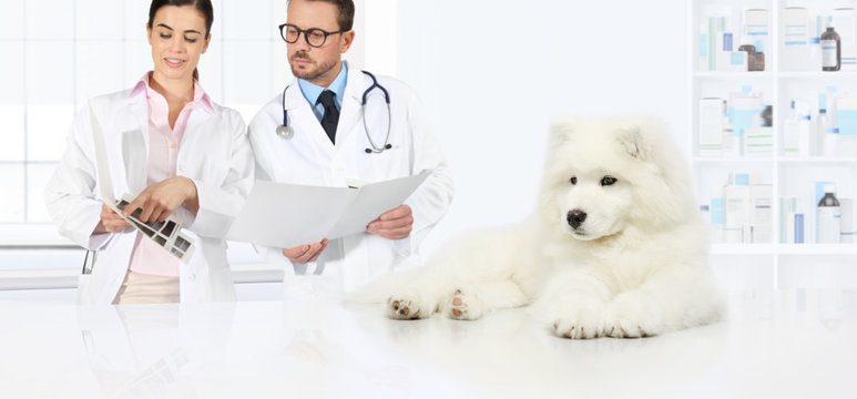 dog veterinary examination veterinarians advice the exams and prepare the diagnosis
