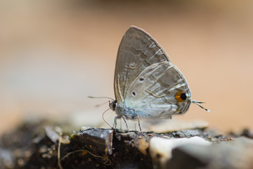 Common Imperial butterfly