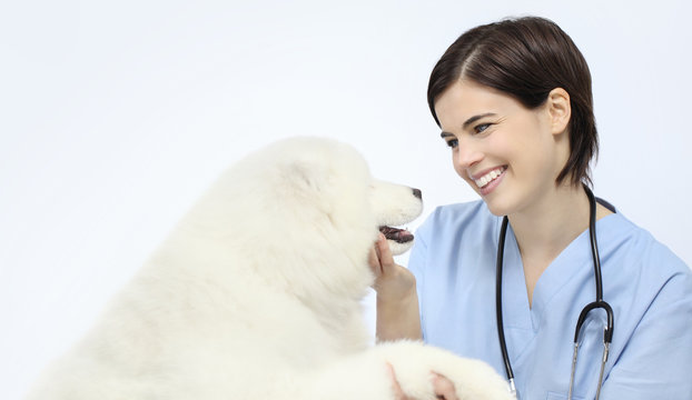 dog veterinary examination smiling Veterinarian isolated on white background