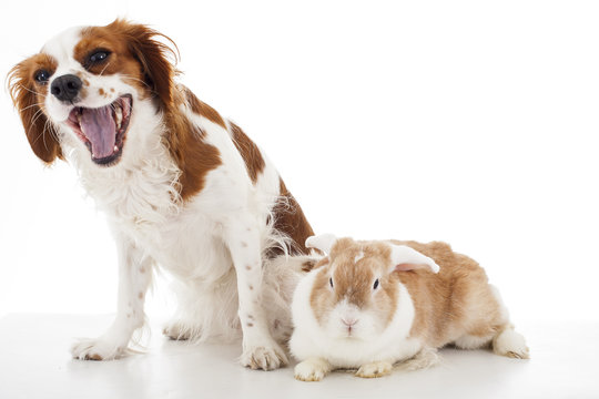 Cavalier king charles spaniel with easter bunny lop rabbit. Dog and rabbit together. Animal friends. Cute illustration photo for any concept. Cute.