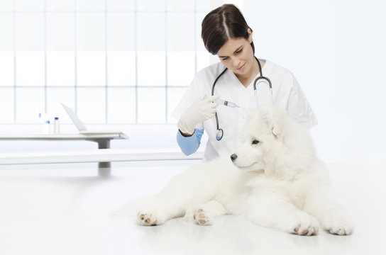 veterinary examination dog, vaccine injection, veterinarian hand with syringe on table in vet clinic