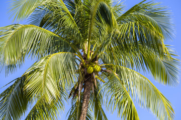 Coconut palm tree against the blue sky ,Thailand