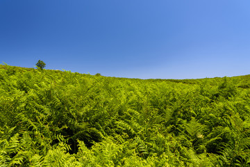 Fototapeta na wymiar Hill covered in Fern, Argimusco, Nebrodi park, Sicily. Green wild fern field