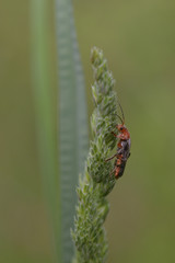  Gemeiner Weichkäfer (Cantharis fusca)