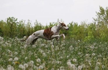 Obraz na płótnie Canvas Windhund auf einer Wiese aus Pusteblumen