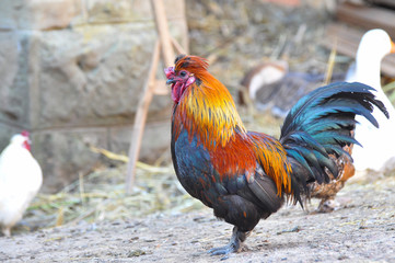 Beautiful multi colored rooster on farm. Colorful cock in backyard
