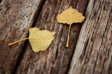 Autumn Leaves On Old Wooden Bench In The Park
