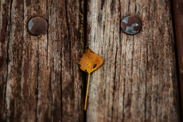 Autumn Leaves On Old Wooden Bench In The Park