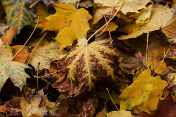 Autumn Leaves On The Ground