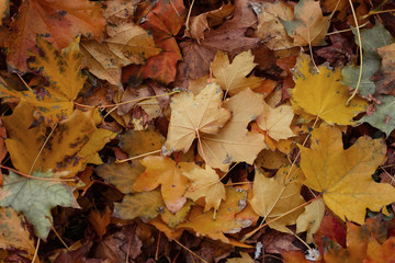 Autumn Leaves On The Ground
