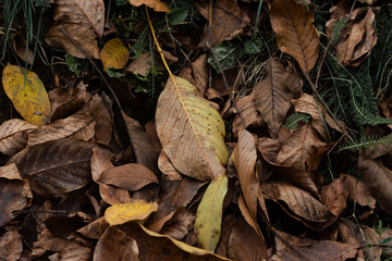 Autumn Leaves On The Ground