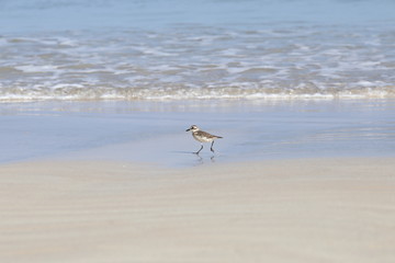 Small Sea Bird on Sandy beach looking for crab food