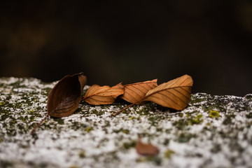 Autumn Leaves On White Concrete Surface