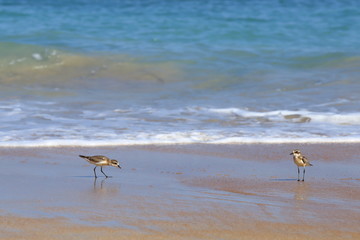 Fototapeta na wymiar Small Sea Bird on Sandy beach looking for crab food
