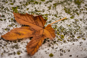 Autumn Leaf On White Concrete Surface