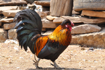 Beautiful multi colored rooster on farm. Colorful cock in backyard
