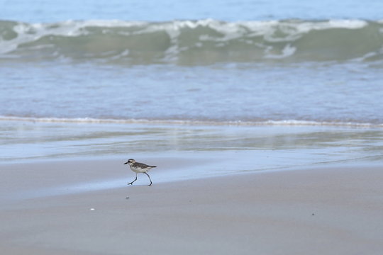 Small Sea Bird on Sandy beach looking for crab food