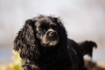 Little dog looks up waiting for food