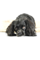 Little black dog in studio with white background